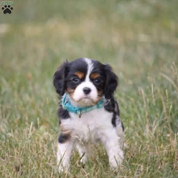 Jade, Cavalier King Charles Spaniel Puppy